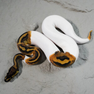 Pied  100% Het Candy