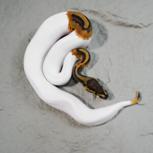 Pied  100% Het Candy