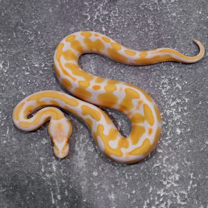 Candy / Candino 100% Het Clown