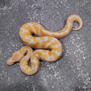 Candy / Candino 100% Het Clown