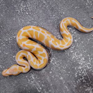 Candy / Candino 100% Het Clown