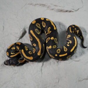 Black Head Red Gene Phantom  YB 100% Het Clown 66% Het Pied