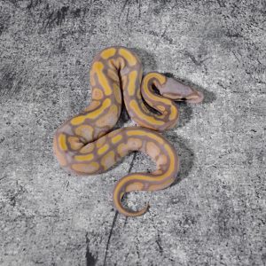 Enchi Banana 100% DH Sunset Pied Poss Super Enchi