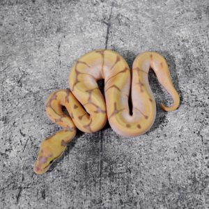 Banana Enchi Spider 100% DH Sunset Pied