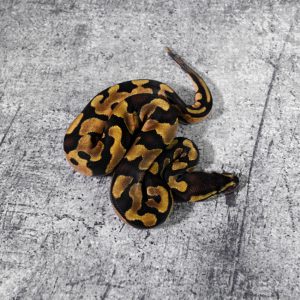 Enchi 100% DH Sunset Pied