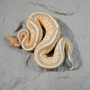 Carnage Hurricane Banana Mojave YB