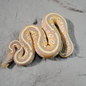 Carnage Hurricane Banana Mojave YB 100% Het Clown