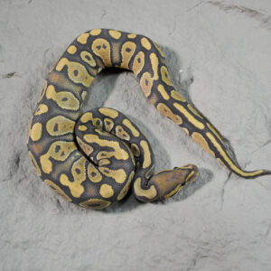 Hypo 100% DH Ultramel Pied