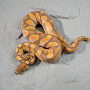 Calico Ultramel 100% Het Pied 66% Het Hypo