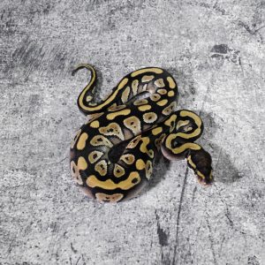 Mojave 100% DH Desert Ghost VPI Axanthic Poss Bongo