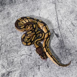 Bongo Enchi / Blade 100% DH Desert Ghost VPI Axanthic