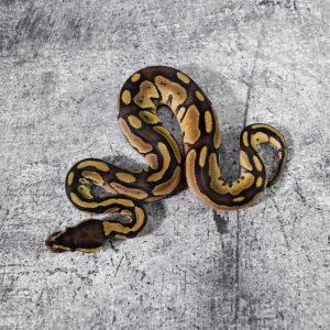 Bongo Enchi / Blade 100% DH Desert Ghost VPI Axanthic