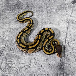 Bongo 100% DH Desert Ghost VPI Axanthic