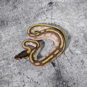 Bongo Enchi Blade Mojave 100% DH Desert Ghost VPI Axanthic