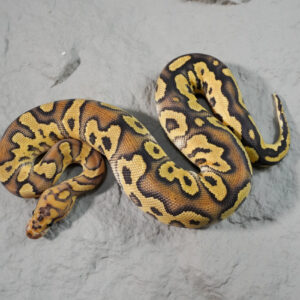 Phantom OD Disco / Fire Clown 100% Het Hypo  (HI)