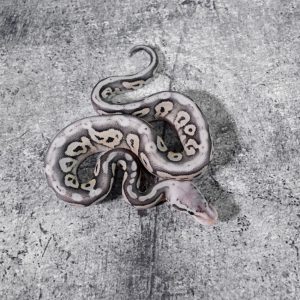 Cinnamon Pastel VPI Axanthic Desert Ghost 100% Het Cryptic
