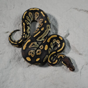 Black Head Red Gene Disco / Fire 100% DH Hypo Clown