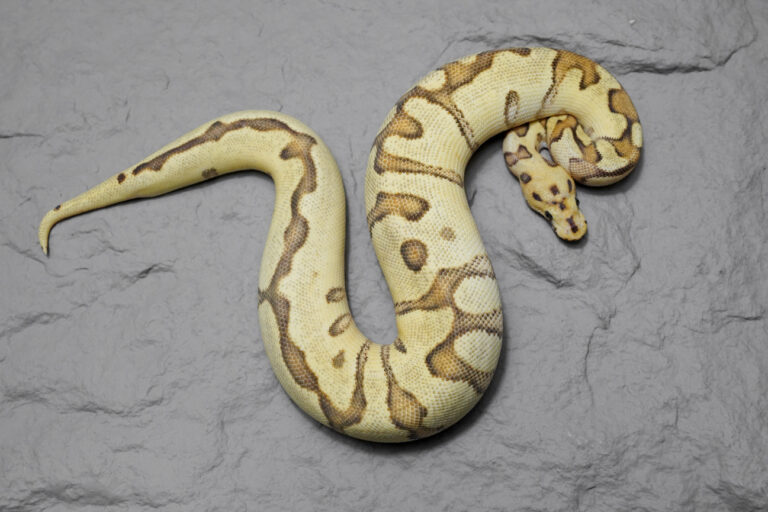 Spotnose Enchi Phantom Disco / Fire Clown – REALITY BALL PYTHON