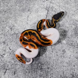 Pied  100% Het Candy