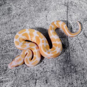 Candino / Albino