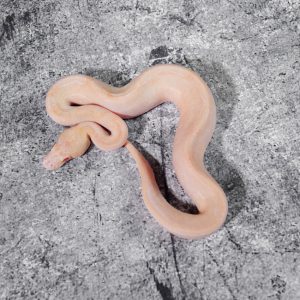 Champange Bongo / GHI Candino / Albino
