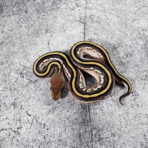 Cypress Bongo Honey YB 100% Het Clown