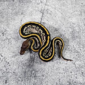 Cypress Bongo Honey / YB 100% Het Clown