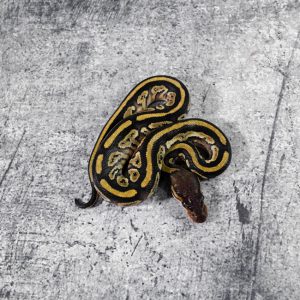 Cypress Bongo Honey / YB 100% Het Clown