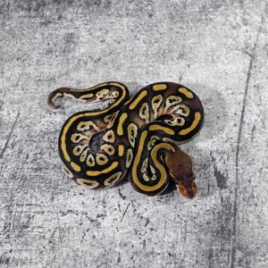 Cypress Bongo Honey / YB 100% Het Clown