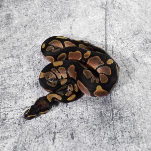 Normal 100% Het Desert Ghost 50% Het Pied