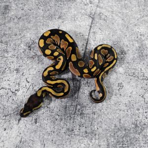 Asphalt 100% Het Desert Ghost 50% Het Pied