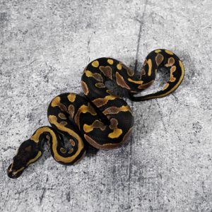 Asphalt 100% Het Desert Ghost 50% Het Pied