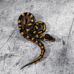 Asphalt / YB 100% Het Clown / Cryptic