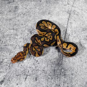 OD Asphalt / YB Clown (HI)
