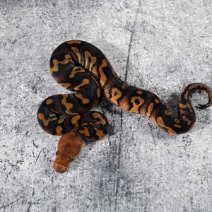 Mahogany Asphalt / YB Clown