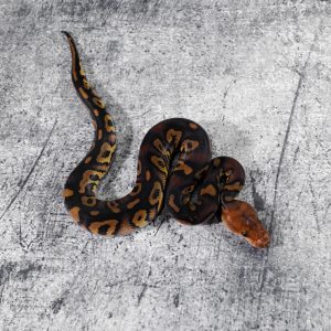Mahogany Asphalt / YB Clown