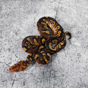 Mahogany  OD Asphalt / YB Clown (HI)