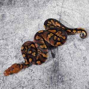 Mahogany  OD Asphalt / YB Clown (HI)