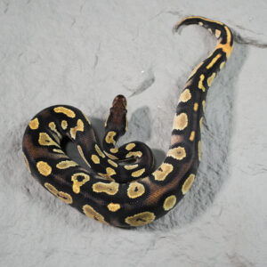 Black Head Red Gene OD Disco / Fire 100% DH Hypo Clown
