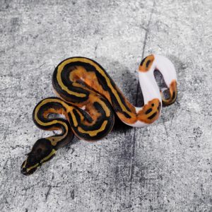Black Head Enchi Pied