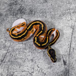 Black Head Gravel / YB Pied