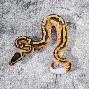 Pastel Enchi Gravel / YB Pied