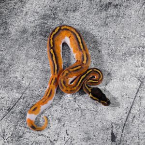 Black Head Red Gene Enchi Gravel / YB Pied