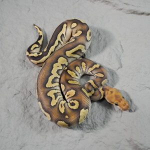 Phantom Disco OD YB Clown 50% Het Pied (HI)