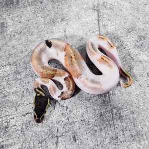 Black Head Red Gene Enchi Pastel Gravel / YB Pied