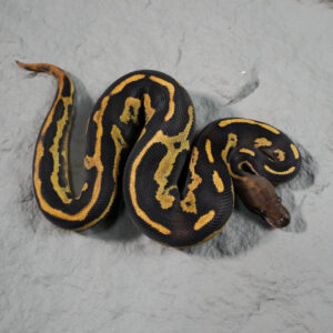 Black Head Red Gene Leopard Phantom OD Disco 100% Het Clown 50% Het Pied (HI) Poss YB