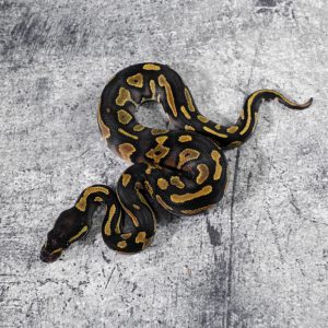 Black Head Red Gene Gravel / YB 100% Het Pied