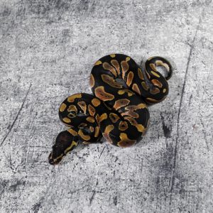 Black Head 100% Het Pied