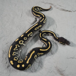 Black Head Phantom Disco YB 100% Het Clown 50% Het Pied