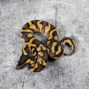 Black Head Red Gene Enchi Pastel Gravel / YB 100% Het Pied